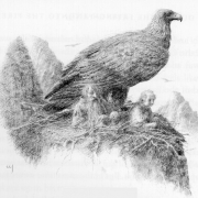 Águila en el nido