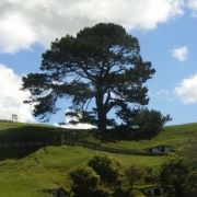 Árbol sobre la colina