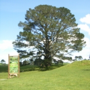 Árbol de la fiesta