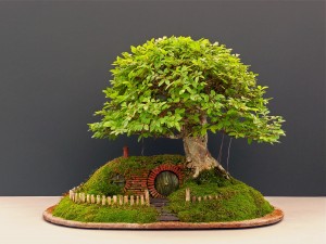 BonsaiChrisGuise7
