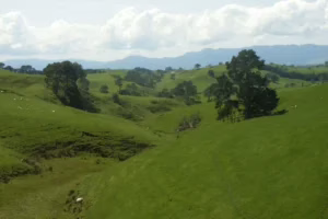 Granja Alexander