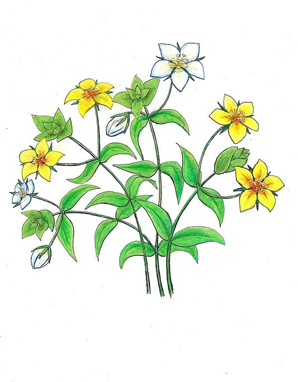 Elanor (flor)