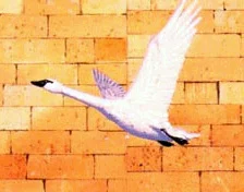 Cisnes