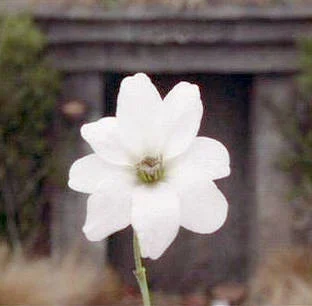 Simbelmynë