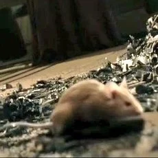 Mr. Mouse