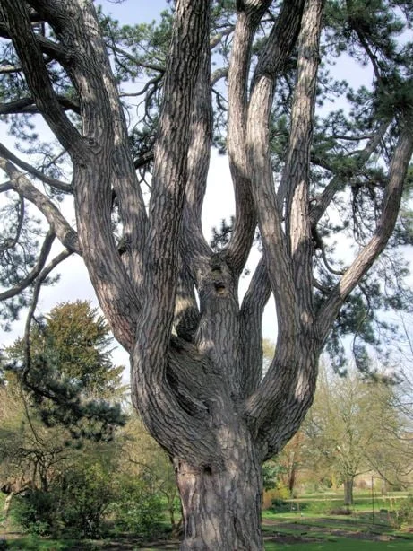 Laocoonte, el árbol favorito de Tolkien