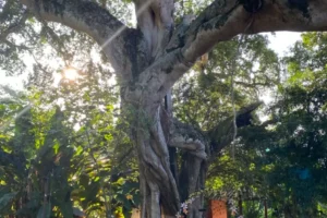 cuando el sol encuentra a barbol