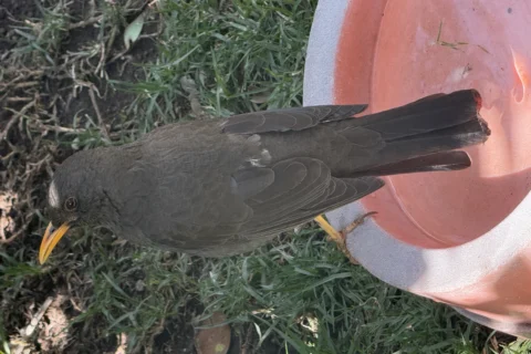 El Cuervo Andino Boliviano