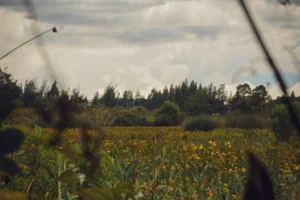Un Istari por el bosque o la sombra de una flor